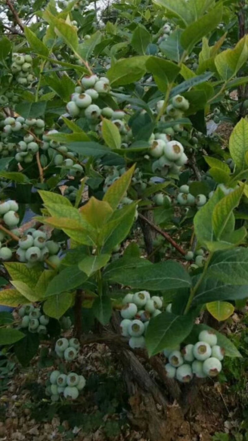 绿宝石蓝莓苗薄雾蓝莓苗奥尼尔蓝莓苗30-60厘米高
