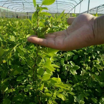 绿宝石蓝莓苗薄雾蓝莓苗奥尼尔蓝莓苗30-60厘米高