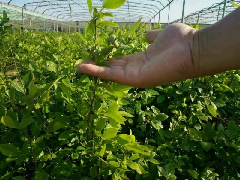 绿宝石蓝莓苗薄雾蓝莓苗奥尼尔蓝莓苗30-60厘米高