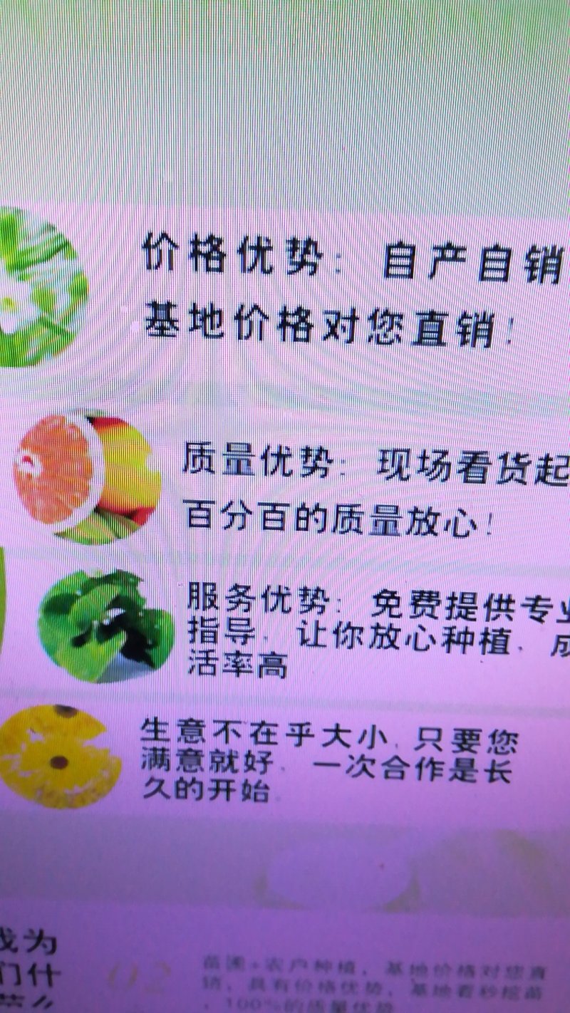 绿宝石蓝莓苗薄雾蓝莓苗奥尼尔蓝莓苗30-60厘米高