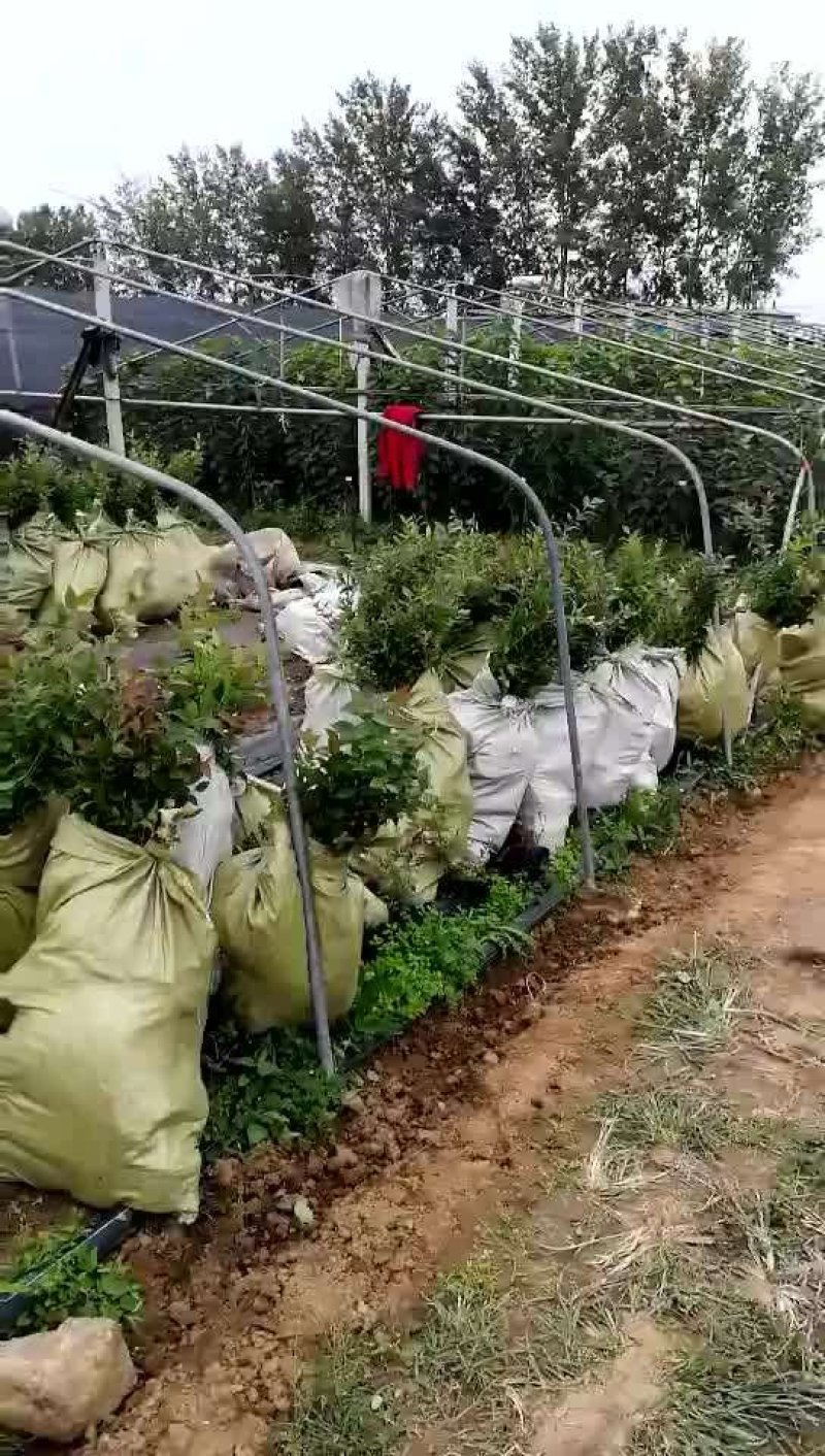 绿宝石蓝莓苗薄雾蓝莓苗奥尼尔蓝莓苗30-60厘米高