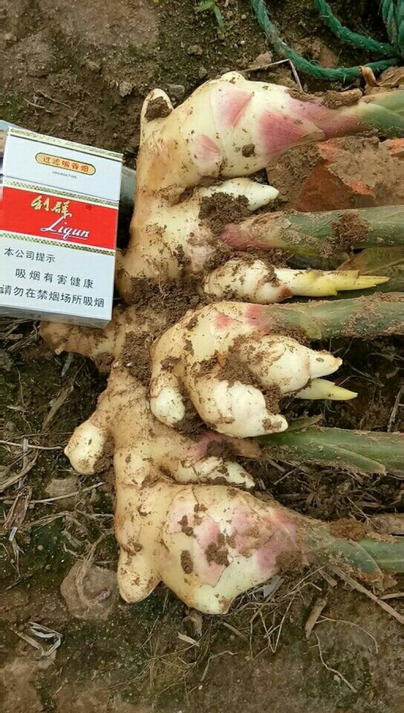 鲜姜10月1上市