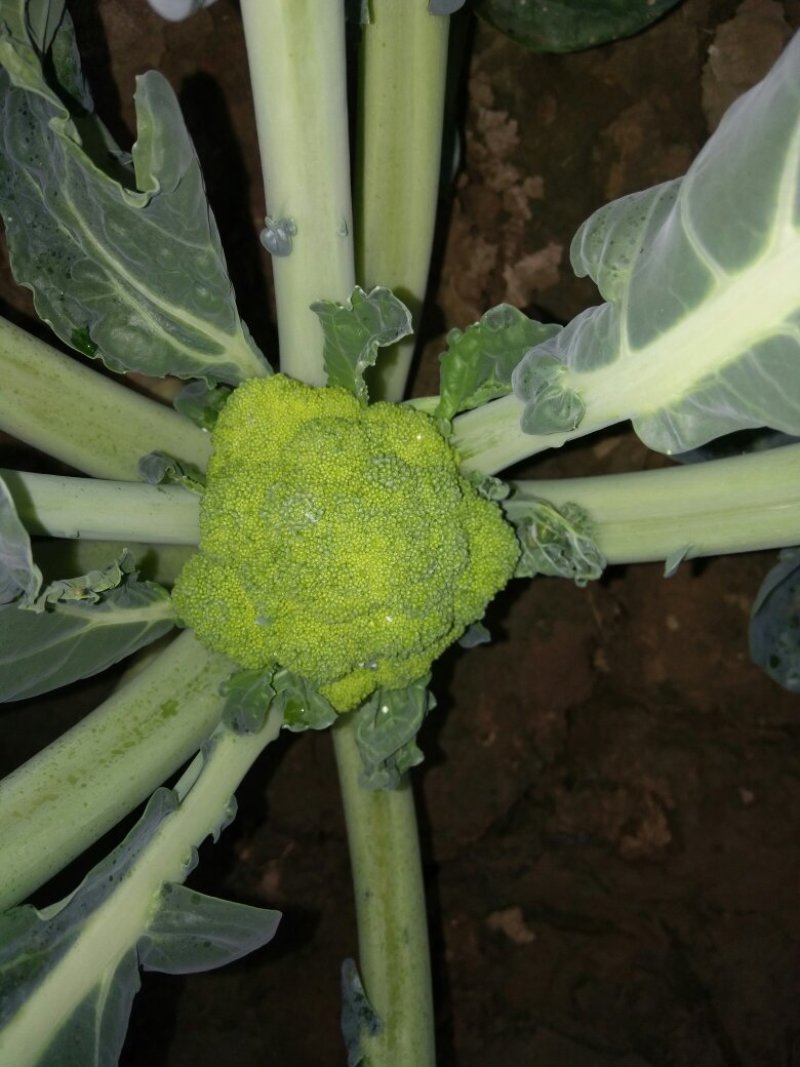 耐寒优秀西兰花
