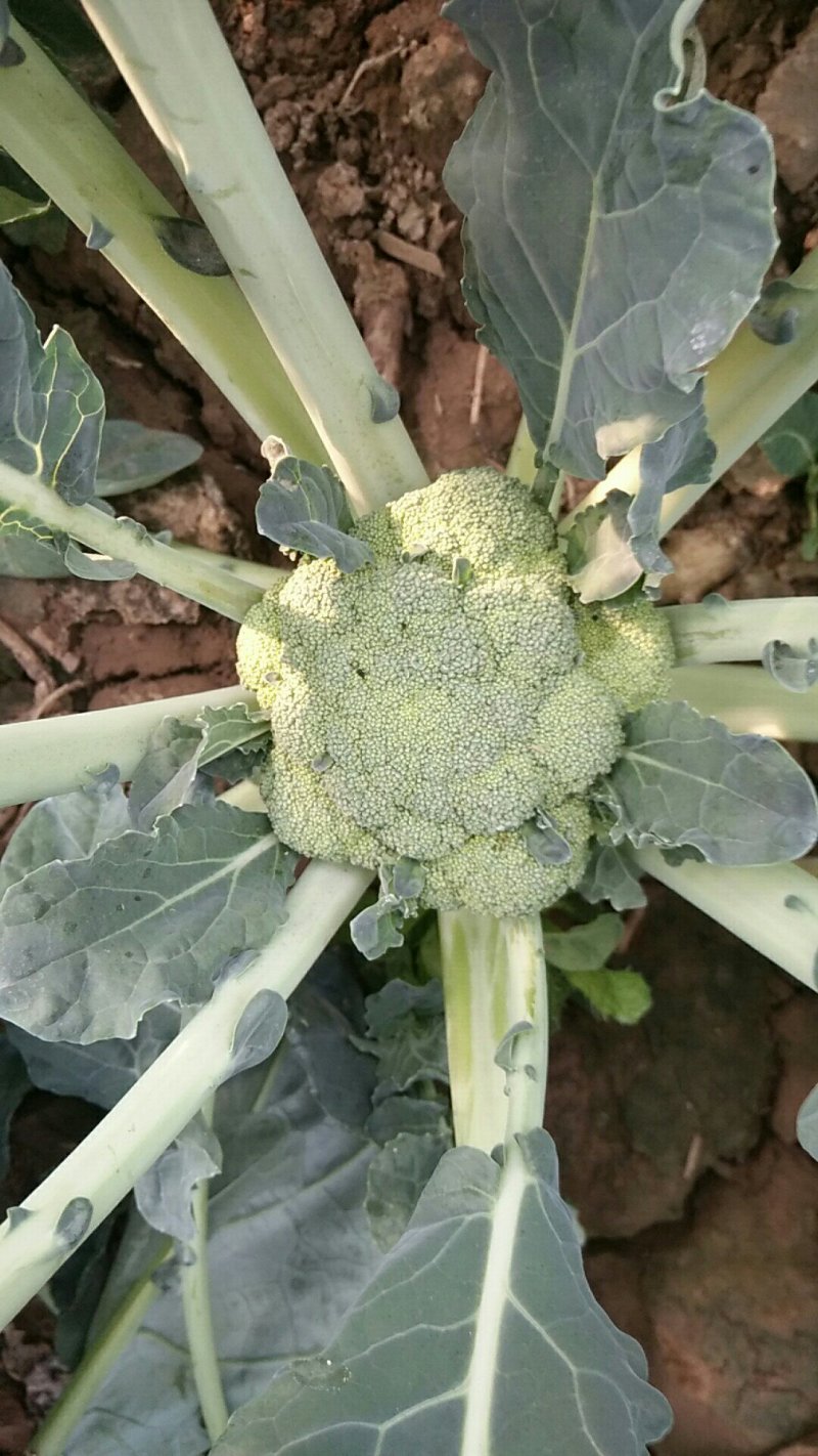 耐寒优秀西兰花
