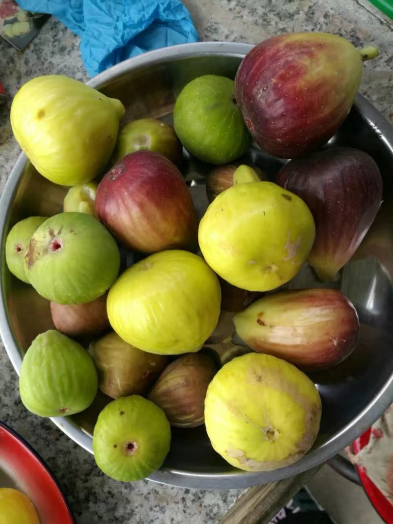 波姬红无花果树苗当年结果无花果树苗新品种无花果树苗