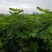波姬红无花果树苗当年结果无花果树苗新品种无花果树苗