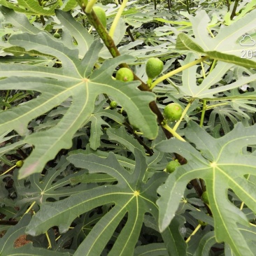 波姬红无花果树苗当年结果无花果树苗新品种无花果树苗