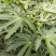 波姬红无花果树苗当年结果无花果树苗新品种无花果树苗