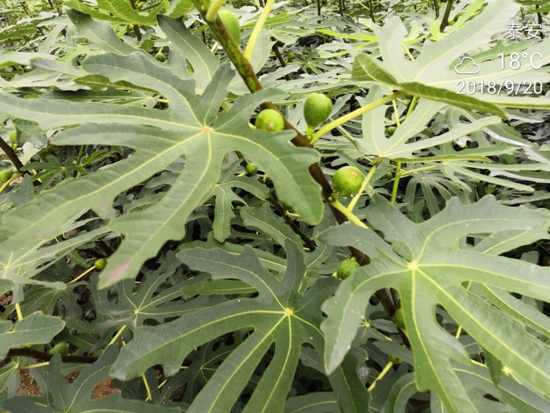 波姬红无花果树苗当年结果无花果树苗新品种无花果树苗