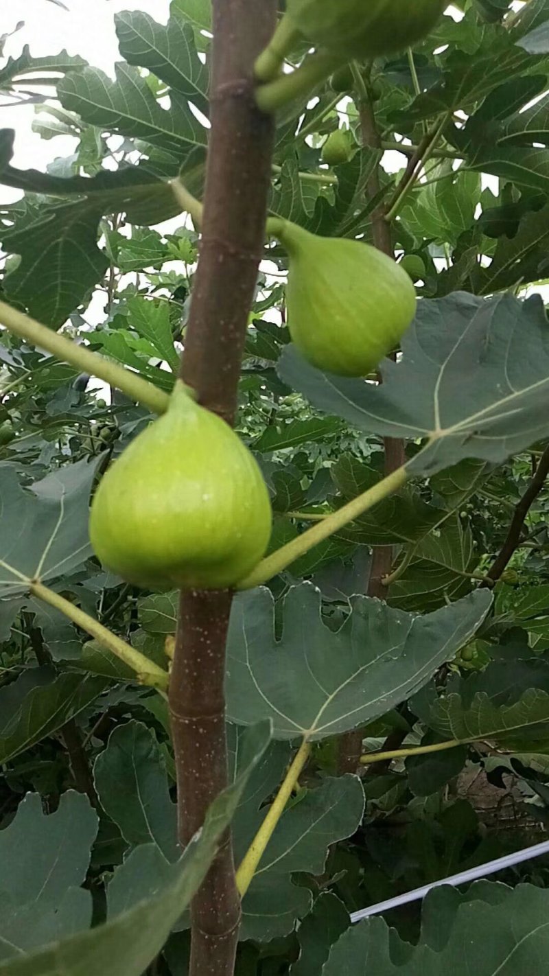 波姬红无花果树苗当年结果无花果树苗新品种无花果树苗