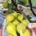 波姬红无花果树苗当年结果无花果树苗新品种无花果树苗