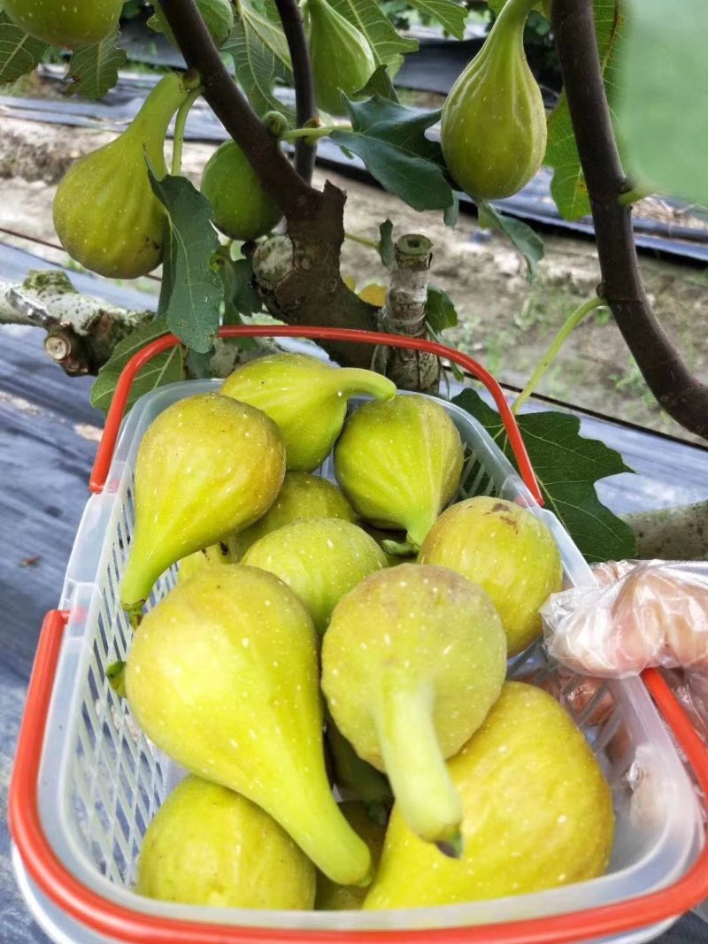 波姬红无花果树苗当年结果无花果树苗新品种无花果树苗