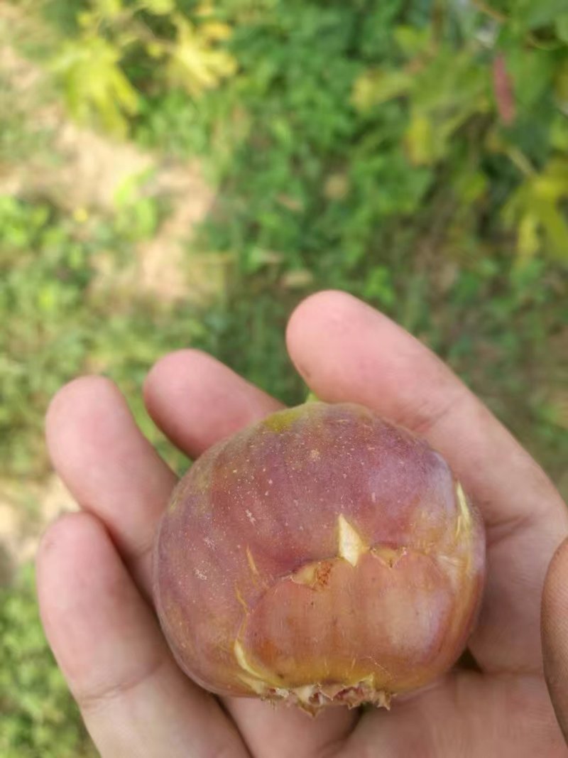 波姬红无花果树苗当年结果无花果树苗新品种无花果树苗