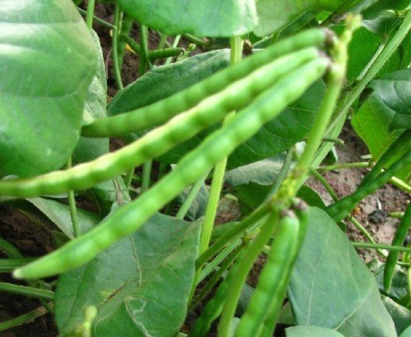 今年新药用赤小豆红小豆大量上市陆地自然成熟