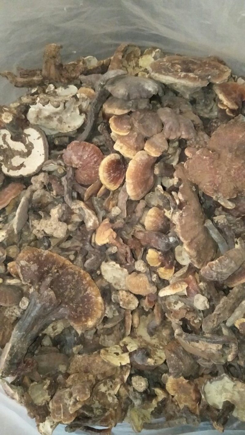 野生灵芝