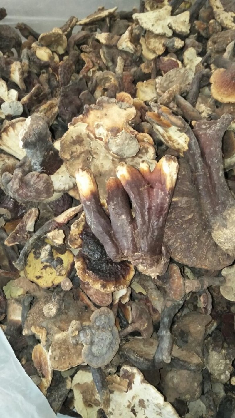 野生灵芝