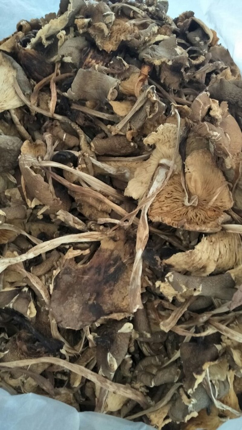 野生灵芝