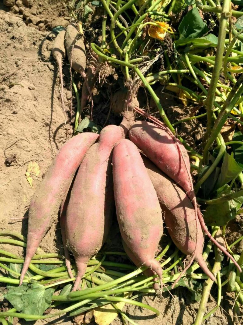 西瓜红，红薯