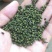 吴茱萸苗90Cm一220cm(药干果青色)有4年5年树苗