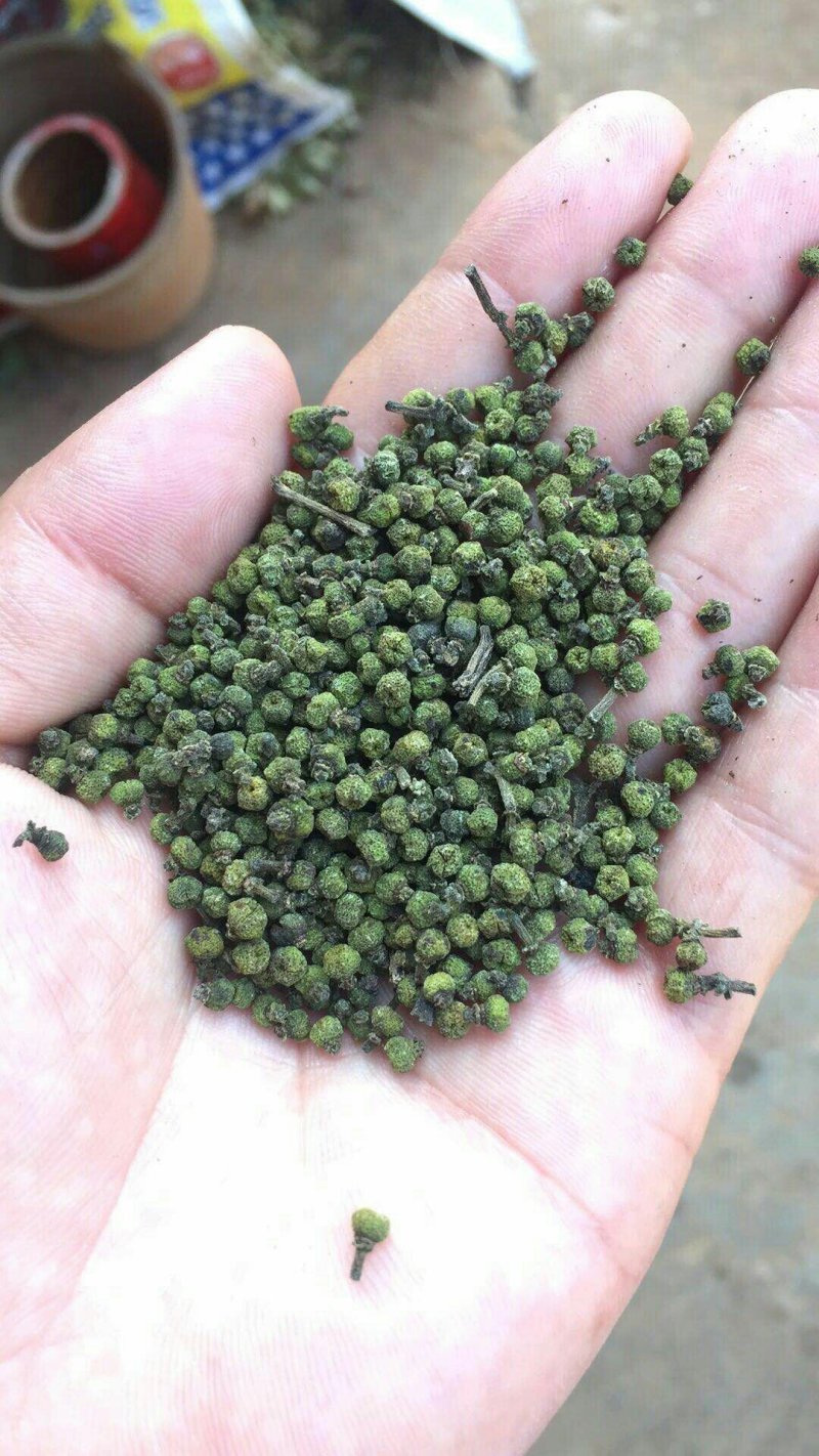 吴茱萸苗90Cm一220cm(药干果青色)有4年5年树苗