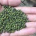 吴茱萸苗90Cm一220cm(药干果青色)有4年5年树苗