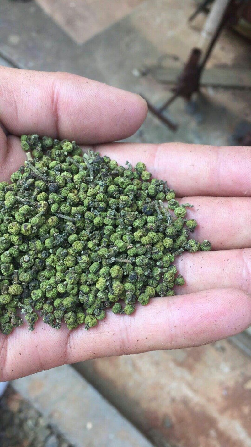吴茱萸苗90Cm一220cm(药干果青色)有4年5年树苗