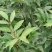 吴茱萸苗90Cm一220cm(药干果青色)有4年5年树苗