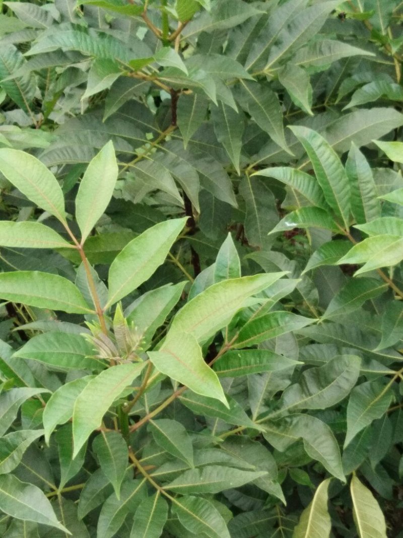 吴茱萸苗90Cm一220cm(药干果青色)有4年5年树苗