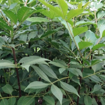 吴茱萸苗50cm一70cm