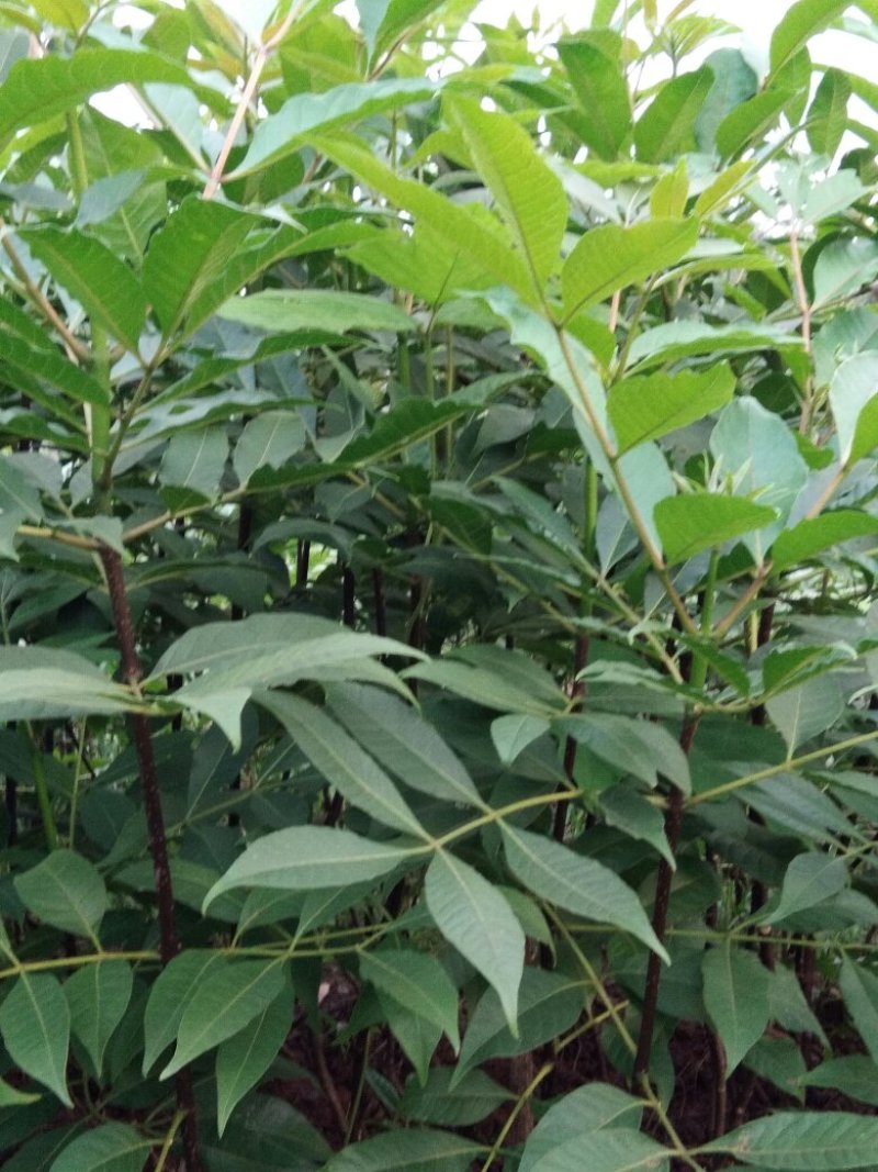 吴茱萸苗50cm一70cm