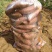 红薯济薯26，2两以上商品薯黄心欢迎新老客户