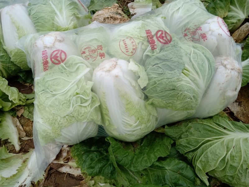 山西白菜基地，欢迎各大老板合作，要的老板联系，诚信做事