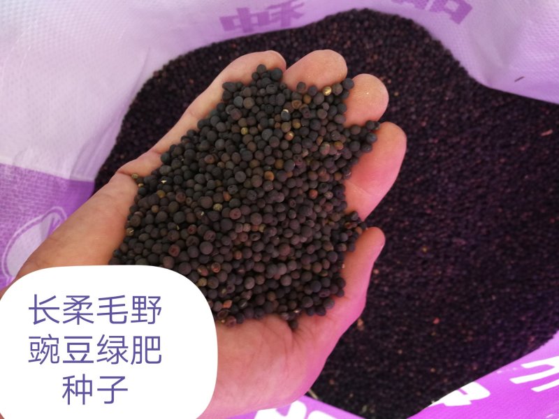 绿肥种子长柔毛野豌豆毛苕子，绿肥籽