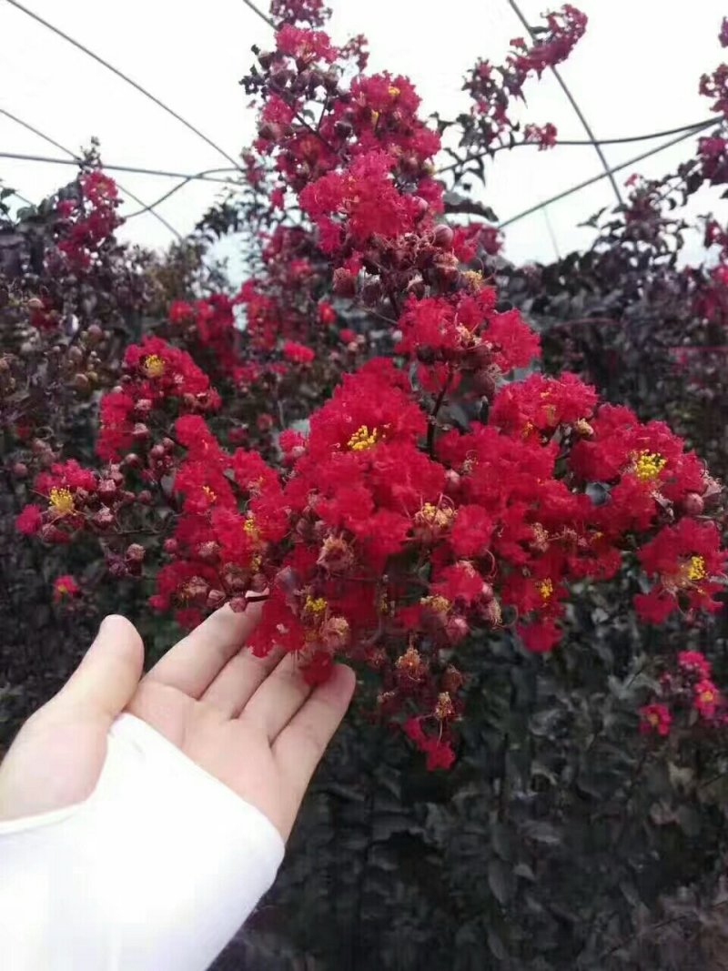 基地直销美国红火球紫薇红火箭紫薇，量大送货上门包邮！