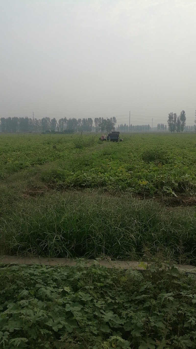基地长条黑皮冬瓜代发，可视频看货，对接市场和商超