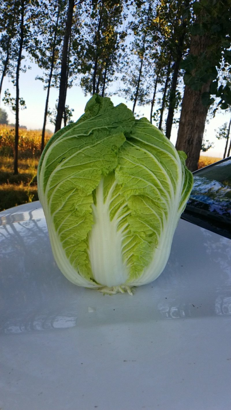 辽宁锦州黄心大白菜，大量供应中。
