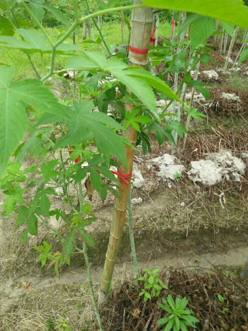 覆盆子苗