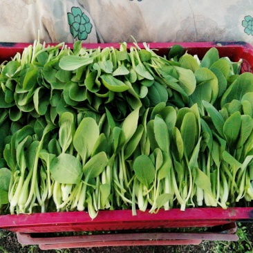 【精品】鸡毛菜☞质量保证欢迎咨询产地直发