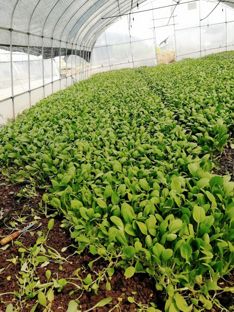 【精品】鸡毛菜☞质量保证欢迎咨询产地直发