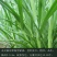 狼尾草种子田间好管理8斤/亩牲口爱吃