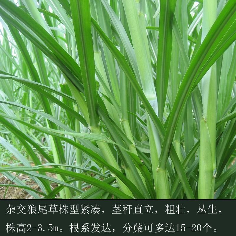 狼尾草种子田间好管理8斤/亩牲口爱吃