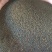 狼尾草种子田间好管理8斤/亩牲口爱吃