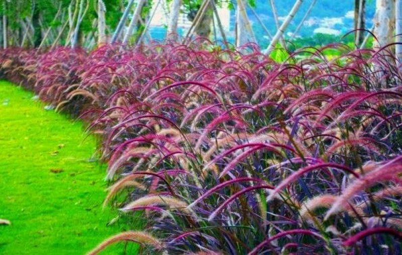 狼尾草种子田间好管理8斤/亩牲口爱吃