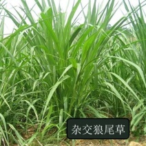 狼尾草种子田间好管理8斤/亩牲口爱吃