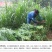 狼尾草种子田间好管理8斤/亩牲口爱吃