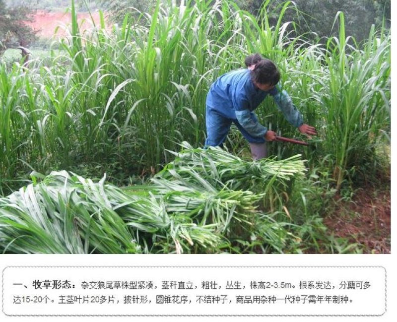 狼尾草种子田间好管理8斤/亩牲口爱吃