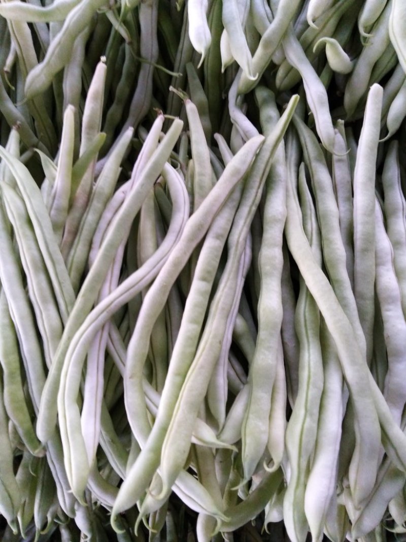 杠杠的白豆角