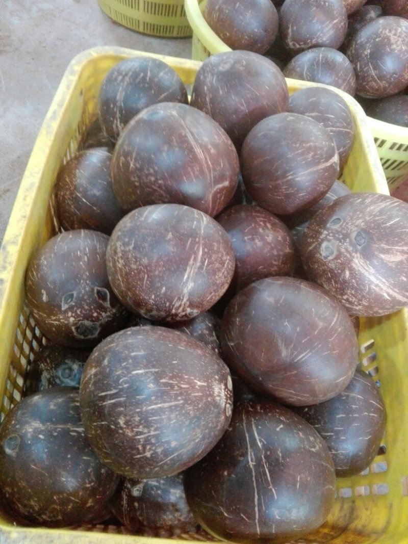 椰皇