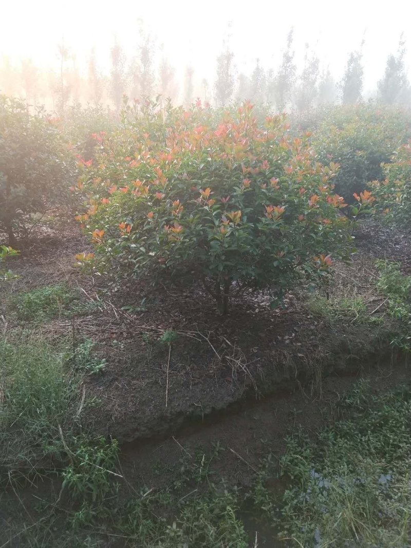 供应红叶石楠球石楠球