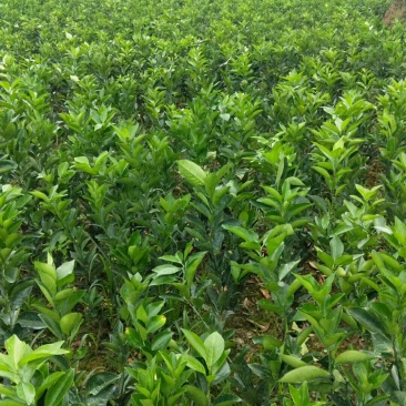 大量脐橙、柚子、柑橘苗供应